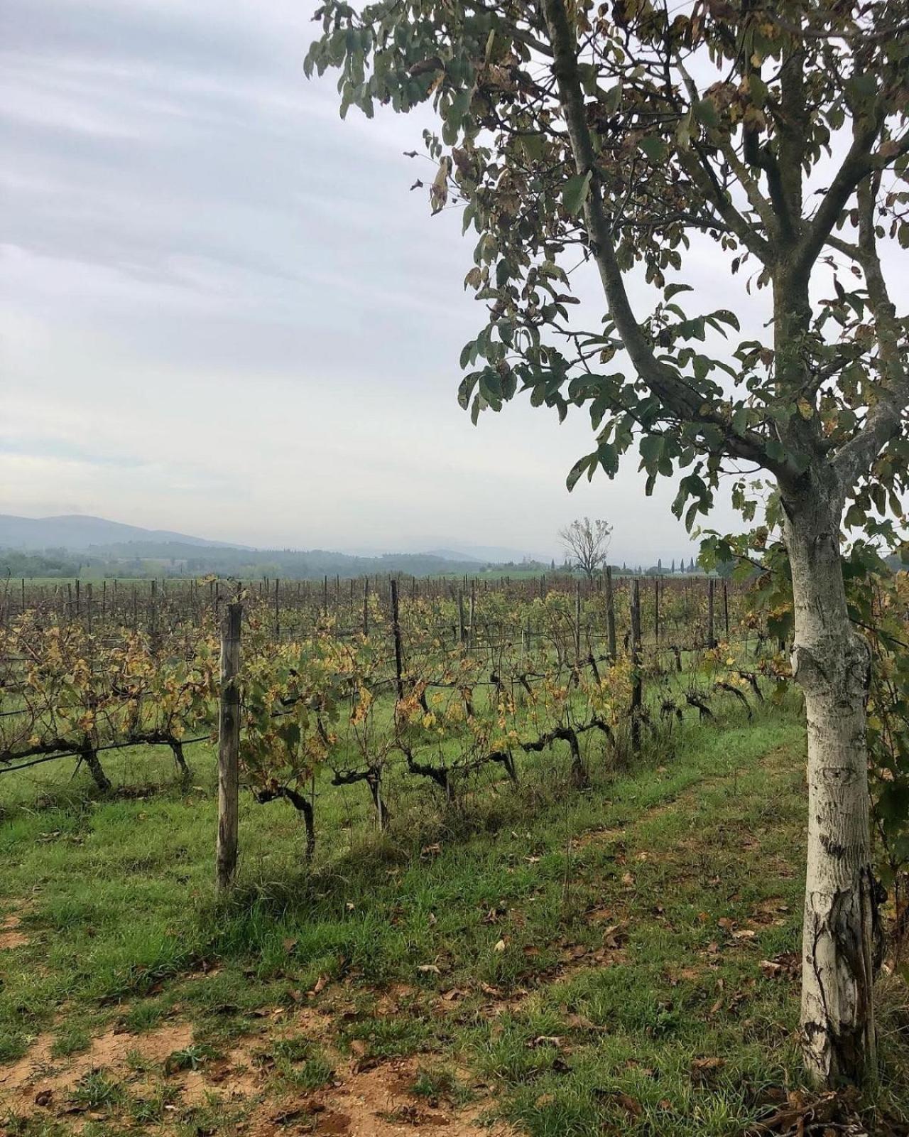 Agriturismo La Segolina Colle Val D'Elsa Bagian luar foto