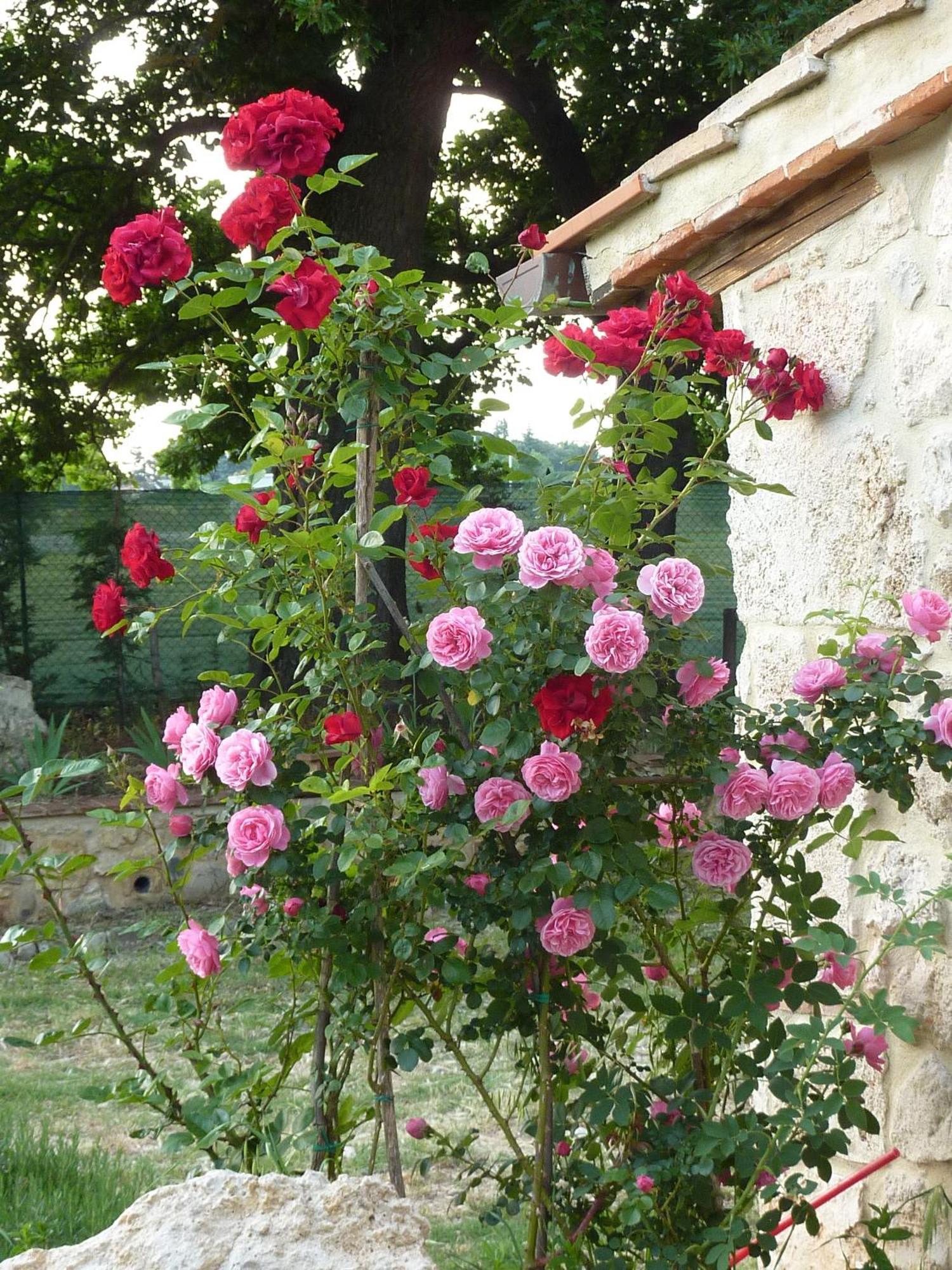 Agriturismo La Segolina Colle Val D'Elsa Bagian luar foto